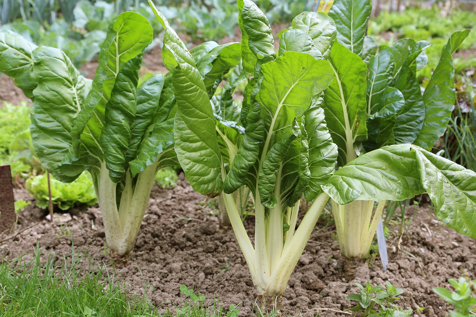 Jolis pieds de blettes au potager. © L. Bouvier, Adobe Stock